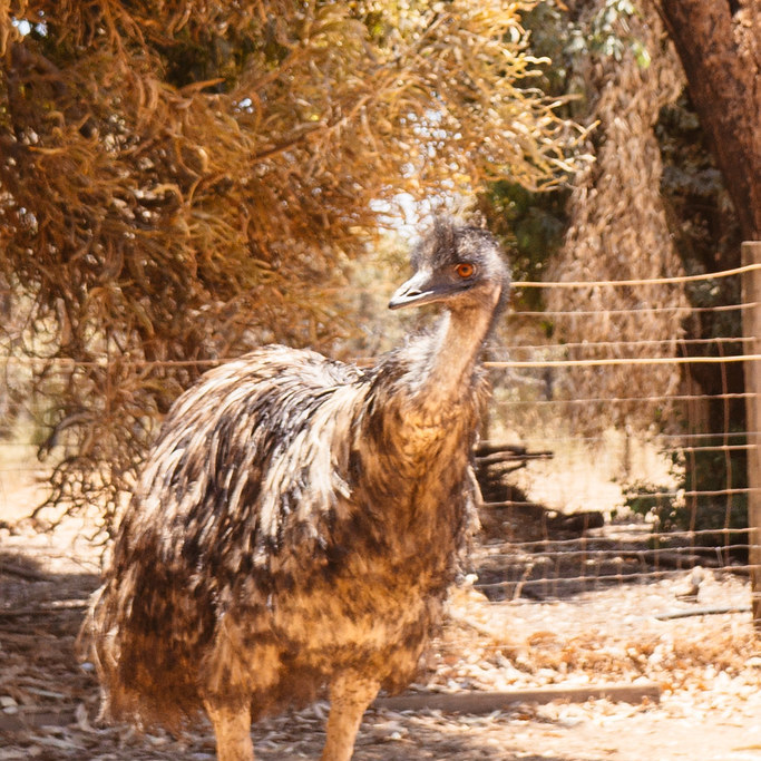 CC: Australian Emu War